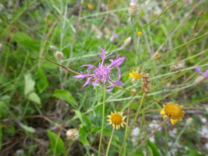 Fiore spettinato - Centaurea sp.